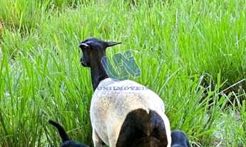 Imagem 3: Fazenda com 109 Tarefas em Alagoinhas - Bahia