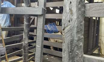 Imagem 2: Fazenda com 110 tarefas em Serra Preta-BA