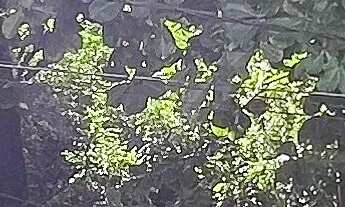 Imagem 5: VENDA COBERTURA DIFERENCIADA NO RIO VERMELHO, 252M², PISCINA E ELEVADOR PRIVATIVO A 50M DO