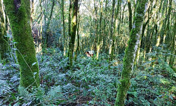 Imagem 5: ÁREA para venda - LINHA SANTANA - São Marcos - 2,5 hectares