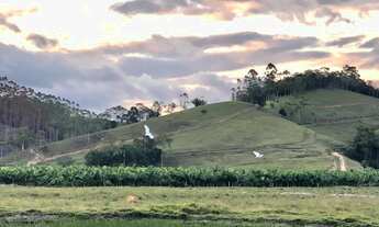 Imagem: Área com 15 Hectares em Luiz Alves