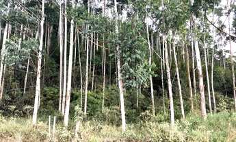 Imagem 7: Área com 15 Hectares em Luiz Alves