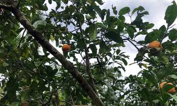 Imagem 4: Chacrinha no bairro Morretes em Piçarras