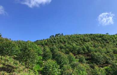 Imagem 3: Sitio em Luiz Alves