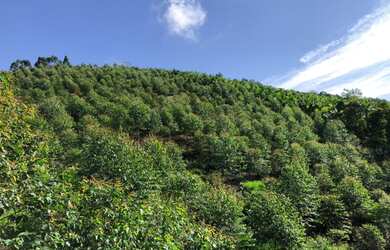 Imagem 6: Sitio em Luiz Alves