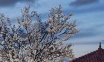 Imagem 3: 1 dormitório na Rua Doutor Homem De Melo
