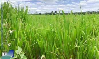 Imagem 6: Fazenda a venda Riacho Frio PI - Parnaguá PI
