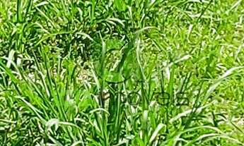 Imagem 3: CASA A VENDA DE 3 QUARTOS SERRARIA SAO JOSÉ SC