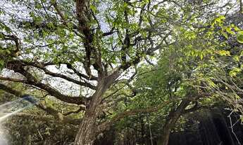 Imagem 6: Oportunidade única: Sitio à venda em Jarinu-SP, bairro Campo Largo, com 2 quartos, 1 sala