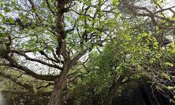 Imagem 5: Oportunidade única: Sitio à venda em Jarinu-SP, bairro Campo Largo, com 2 quartos, 1 sala