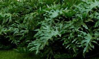 Imagem 4: Apartamentos Região Nobre de São José do Rio Preto, ao lado do Shopping Iguatemi