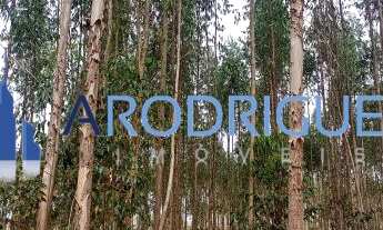 Imagem 5: Fazenda à Venda Na Região de Capelinha em Minas Gerais - Oportunidade Imperdível!