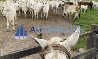 Imagem: Fazenda à Venda em Feira de Santana-BA