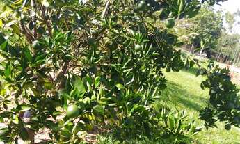 Imagem 3: Chácara para Venda Altos da Tibiriça com 10 mil metros quadrados