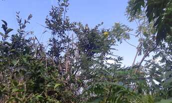 Imagem 7: Chácara à Venda no Condomínio Terras Vera Cruz SP, 2500m². R$ 260 mil e Estuda Permuta, vi