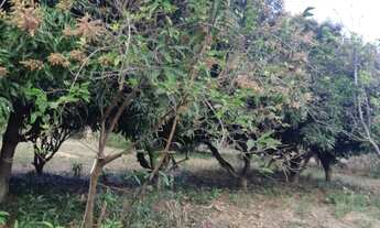 Imagem 2: Chácara à Venda no Condomínio Terras Vera Cruz SP, 2500m². R$ 260 mil e Estuda Permuta, vi