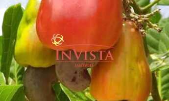 Imagem 5: Imóvel a venda Jalapão- Tocantins