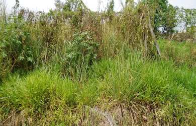 Imagem 5: Terreno de 4.810m no Loteamento Jardins de Itaici