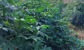 Imagem 5: 250M² de Área Total na Rua Lioba Ferreira Duzzi