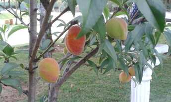 Imagem 2: Chácara de Luxo à Venda em Monte Carlo, Guapiaçu-SP: 3 Quartos, 2 Suítes, Piscina e Segura