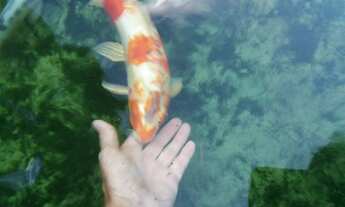 Imagem 5: Chácara de Luxo à Venda em Monte Carlo, Guapiaçu-SP: 3 Quartos, 2 Suítes, Piscina e Segura