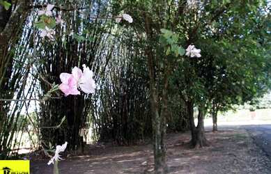 Imagem 6: Terreno em Condomínio à Venda em Guapiaçu-SP 3.400 m² no Condomínio Residencial Monte Car