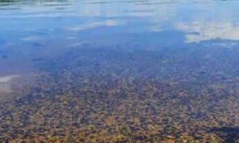 Imagem 6: Chácara 6.115m2 - OPORTUNIDADE ÚNICA - Miranda - Condomínio 2000 - Moradia e Lazer