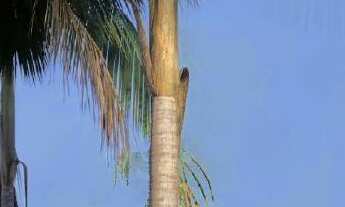 Imagem: Lote alto padrão para venda em Ribeirão