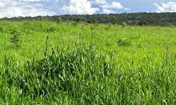 Imagem: Fazenda para venda na região de Primavera