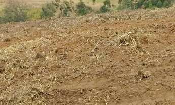 Imagem 3: Excelente fazenda tripla aptidao para venda na região de Bauru-SP com 140 alqueires em caf