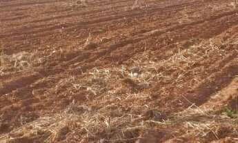 Imagem 4: Excelente fazenda tripla aptidao para venda na região de Bauru-SP com 140 alqueires em caf