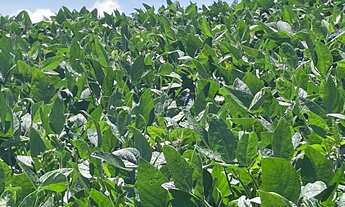 Imagem 2: Fazenda para venda na região de Itapetininga-SP com 140 alqueires sendo 120 alqueires agri