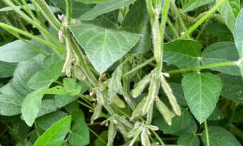 Imagem 4: Fazenda para venda na região de Itapetininga-SP com 140 alqueires sendo 120 alqueires agri