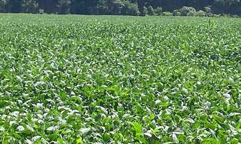Imagem 3: Fazenda para venda na região de Itapetininga-SP com 140 alqueires sendo 120 alqueires agri