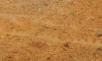 Imagem 2: Excelente fazenda tripla aptidao para venda na região de Bauru-SP com 140 alqueires em caf