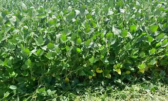 Imagem: Fazenda para venda na região de Itapetininga-SP