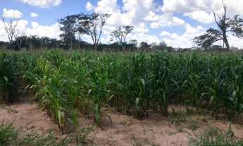 Imagem 4: Lindo sitio dupla aptidão para venda em São Carlos-SP, com 24 alqueires sendo 20 alqueires