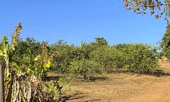 Imagem 4: Sitio dupla aptidão para venda em Pirangi-SP, com 8,3 alqueires, cana própria, limao, mang