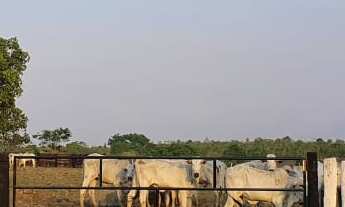 Imagem 5: Fazenda para gado a venda em Tocantins no município de Gurupi-TO, com 77,6 alqueirao em pa
