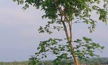 Imagem 6: Fazenda para gado a venda em Tocantins no município de Gurupi-TO, com 77,6 alqueirao em pa