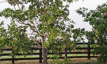 Imagem 3: Fazenda para gado a venda em Tocantins no município de Gurupi-TO, com 77,6 alqueirao em pa