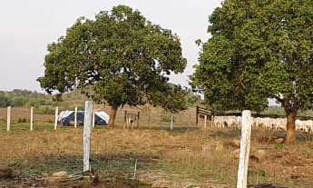 Imagem 4: Fazenda para gado a venda em Tocantins no município de Gurupi-TO, com 77,6 alqueirao em pa