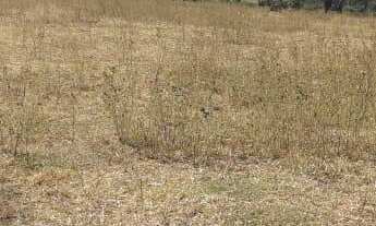 Imagem: Sitio para venda na região de Descalvado-SP