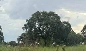 Imagem 5: Fazenda para venda na regiao de Comendador Gomes-MG com 43 alqueirao MG na pecuária, plant
