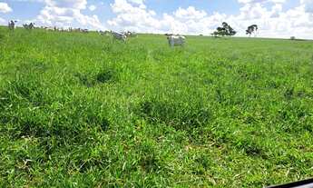 Imagem 3: Fazenda dupla aptidão para venda na região de Presidente Prudente-SP com 102 alqueires, mo