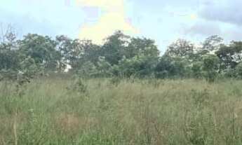 Imagem 7: Fazenda para venda na regiao de Comendador Gomes-MG com 43 alqueirao MG na pecuária, plant