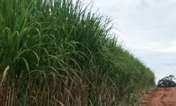 Imagem: Fazenda para venda na regiao de Comendador
