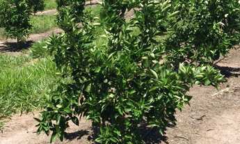 Imagem 1: Fazenda Citrus para venda na região de Brotas-SP com 92 alqueires, benfeitorias, rica em a