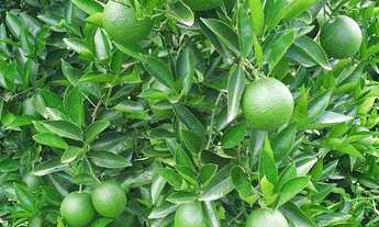 Imagem 2: Fazenda Citrus para venda na região de Brotas-SP com 92 alqueires, benfeitorias, rica em a