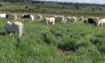 Imagem: Fazenda para venda na região de Campo Grande-MS